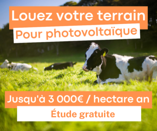 Des vaches