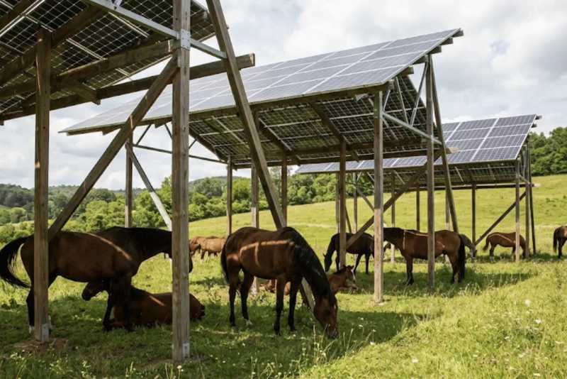 agrivoltaisme chevaux
