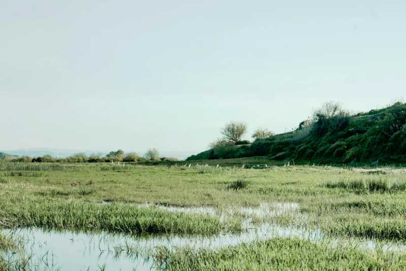 terrain zone humide